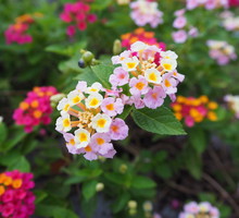 Lantana Lanata (zdj.: Adobe Stock)