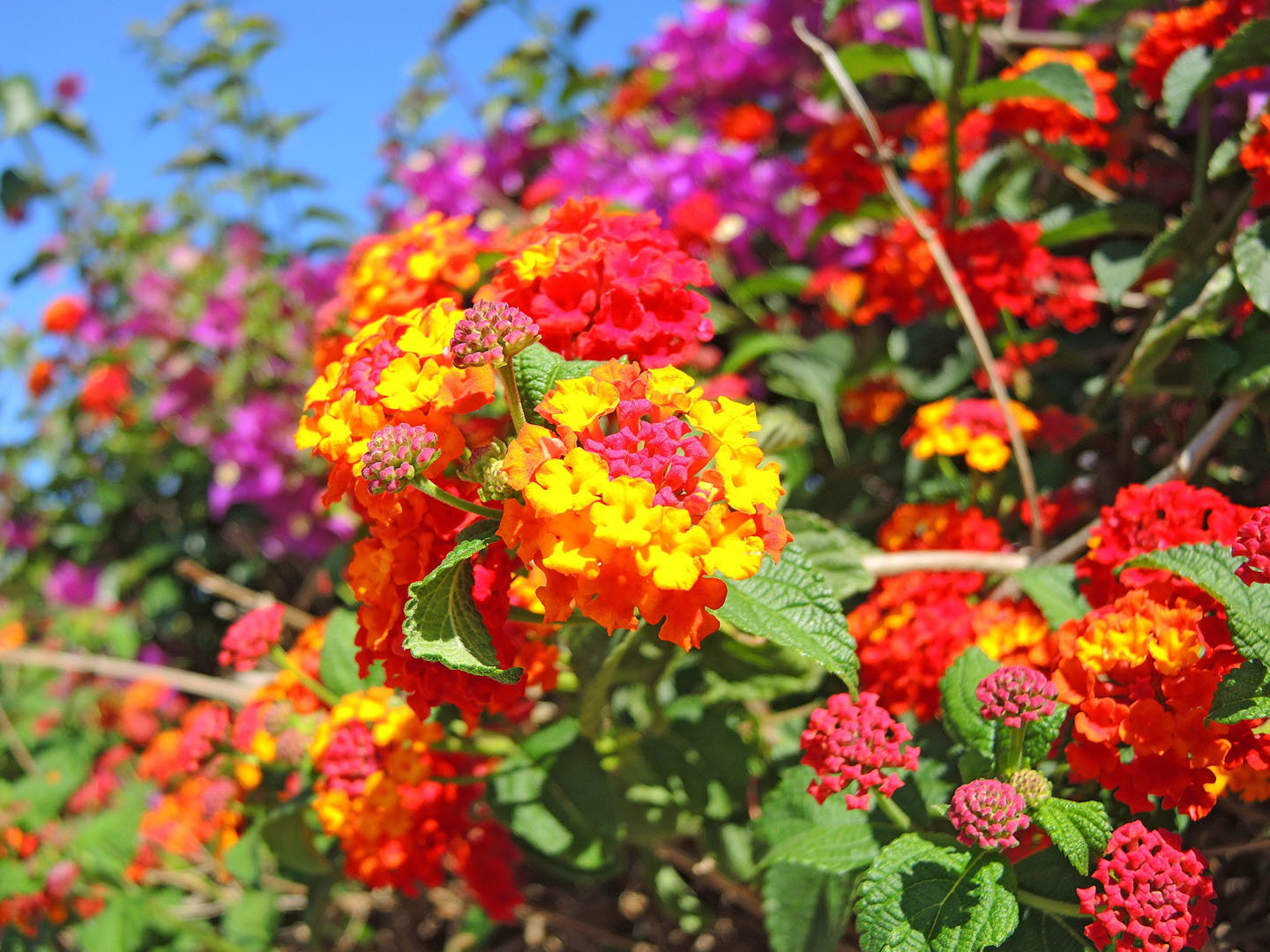 Lantana pospolita Lantana camara (zdj.: Adobe Stock)