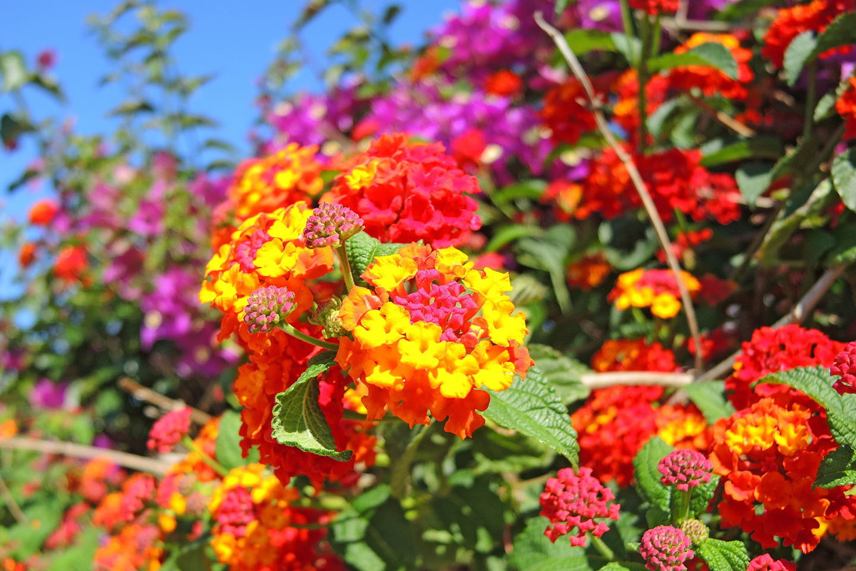 Lantana pospolita Lantana camara (zdj.: Adobe Stock)