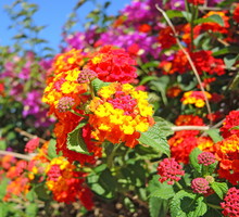 Lantana pospolita Lantana camara (zdj.: Adobe Stock)
