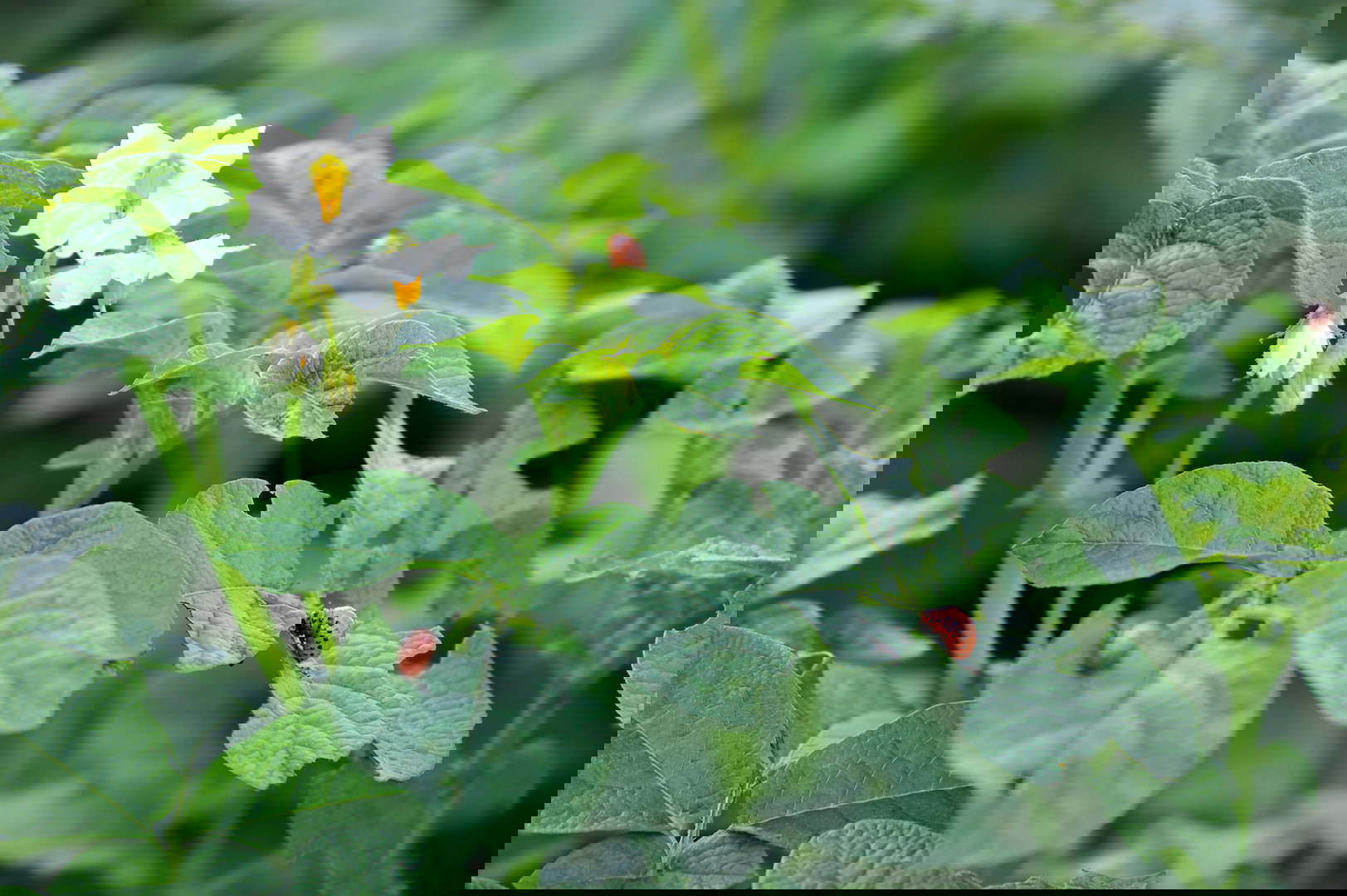 Larwy stonki ziemniaczanej pojawiają się w czerwcu, jest to najlepszy moment na jej zbieranie, zanim dorosłe szkodniki wyrządzą szkody. (zdj.: Adobe Stock)