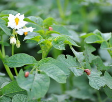 Larwy stonki ziemniaczanej pojawiają się w czerwcu, jest to najlepszy moment na jej zbieranie, zanim dorosłe szkodniki wyrządzą szkody. (zdj.: Adobe Stock)