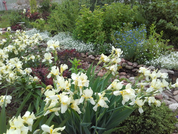 Lato na rabatach zagościło już na dobre.