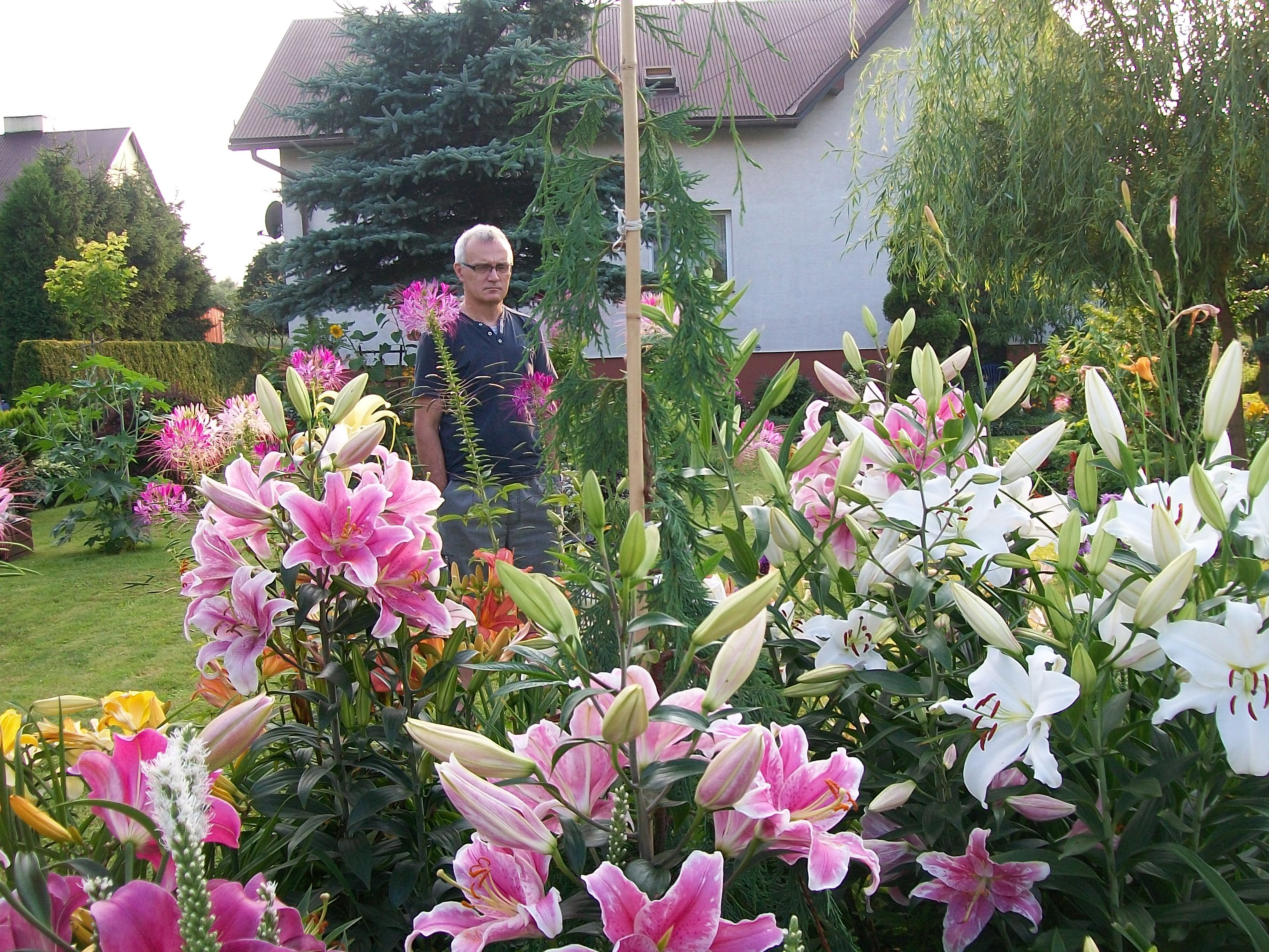 Lato w tym roku obfitowało w piękne lilie.