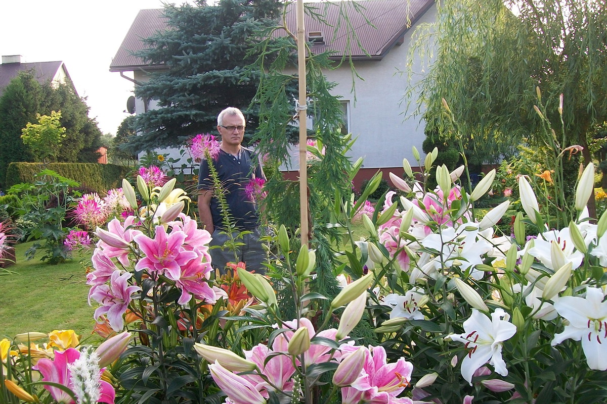 Lato w tym roku obfitowało w piękne lilie.