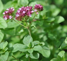 Lebiodka Origanum vulgare (zdj.: Adobe Stock)