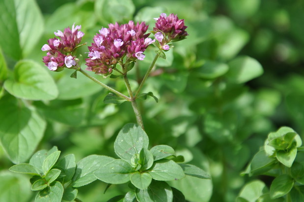 Lebiodka Origanum vulgare (zdj.: Adobe Stock)