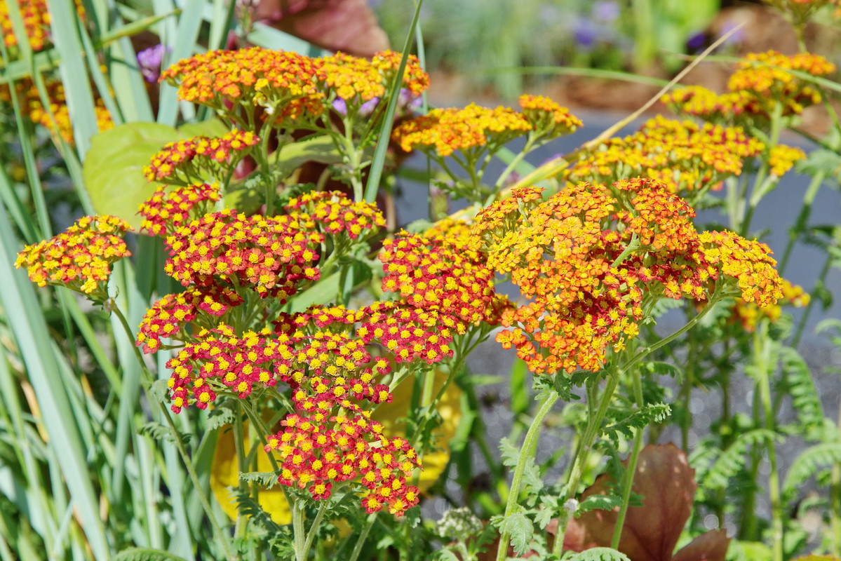 Liczne baldachogrona krawnika (achillea) są jego cechą rozpoznawczą. (zdj.: Adobe Stock)