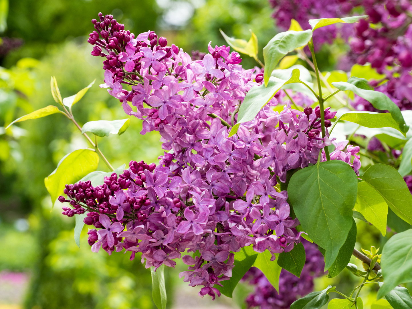 Lilak Syringa (zdj.: Adobe Stock)