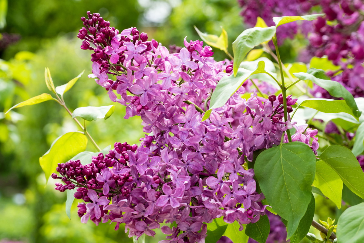 Lilak Syringa (zdj.: Adobe Stock)