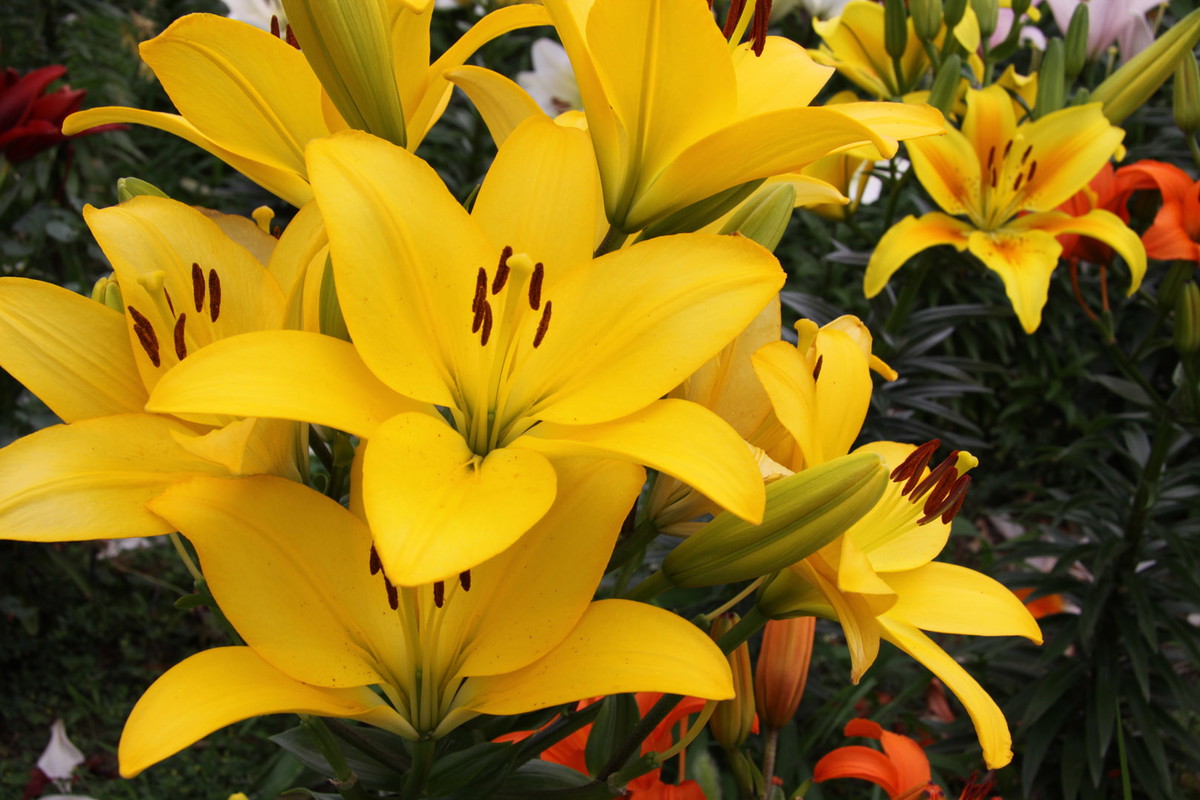 Lilia Lilium (zdj.: Adobe Stock)