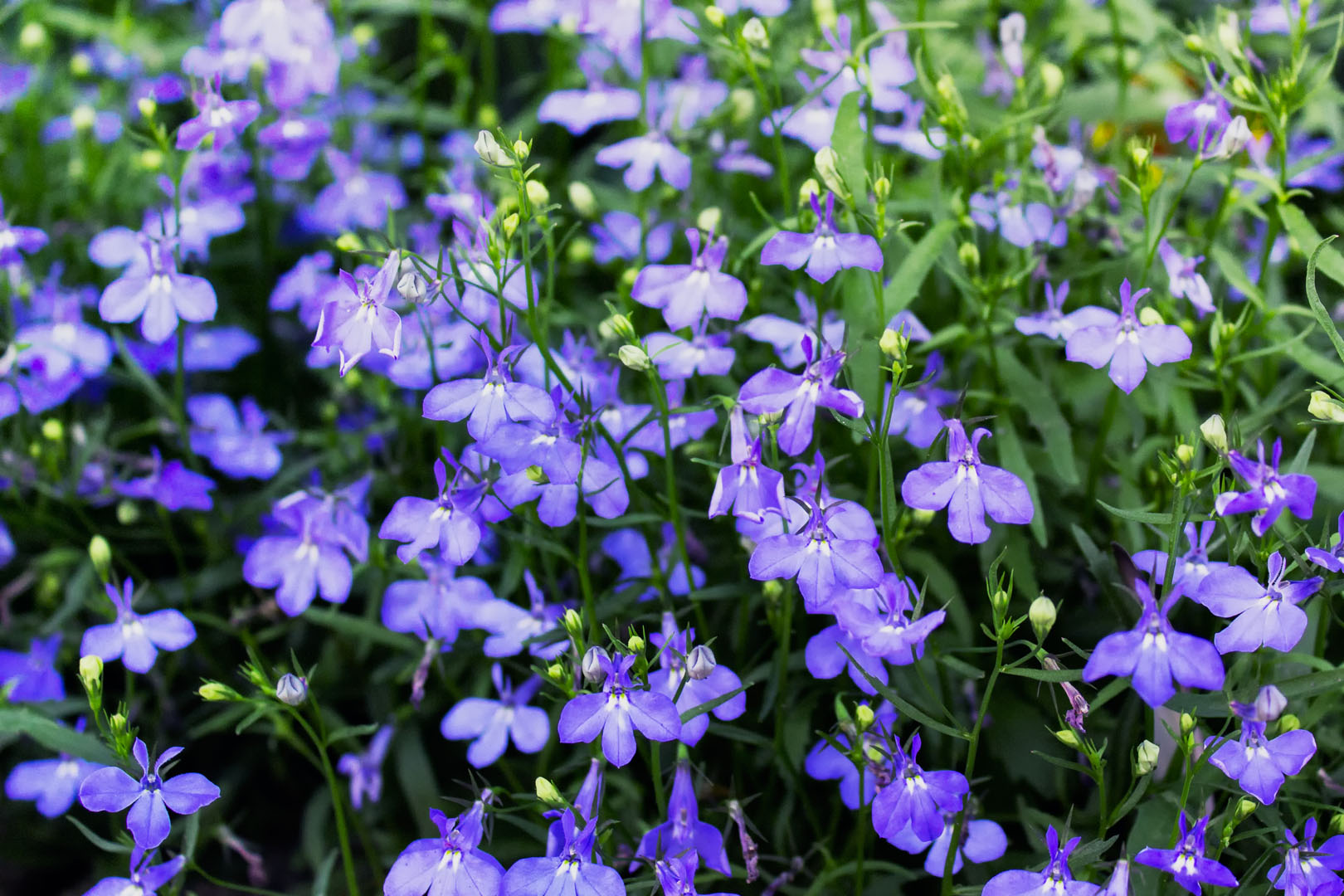 Lobelia przylądkowa Lobelia erinus (zdj.: iStock)