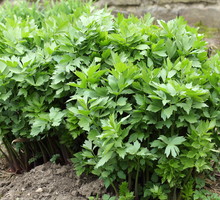 Lubczyk ogrodowy Levisticum officinale (zdj.: Adobe Stock)