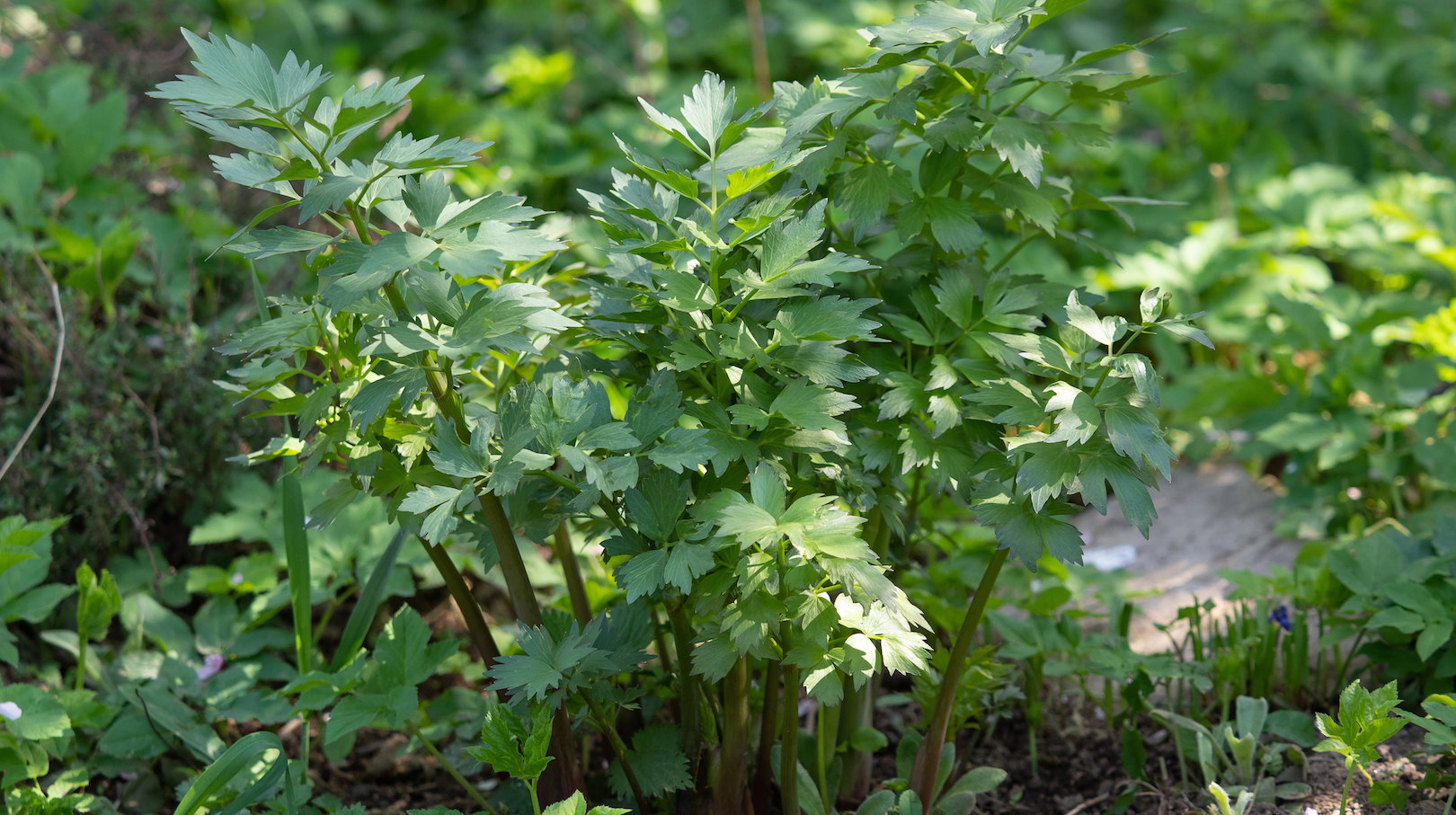 Lubczyk preferuje stanowiska nasłonecznione. Uprawa rośliny w tych warunkach jest dla nas korzystna, bezpośrednio odbija się bowiem na jakości uzyskanych pędów. (zdj.: iStock)