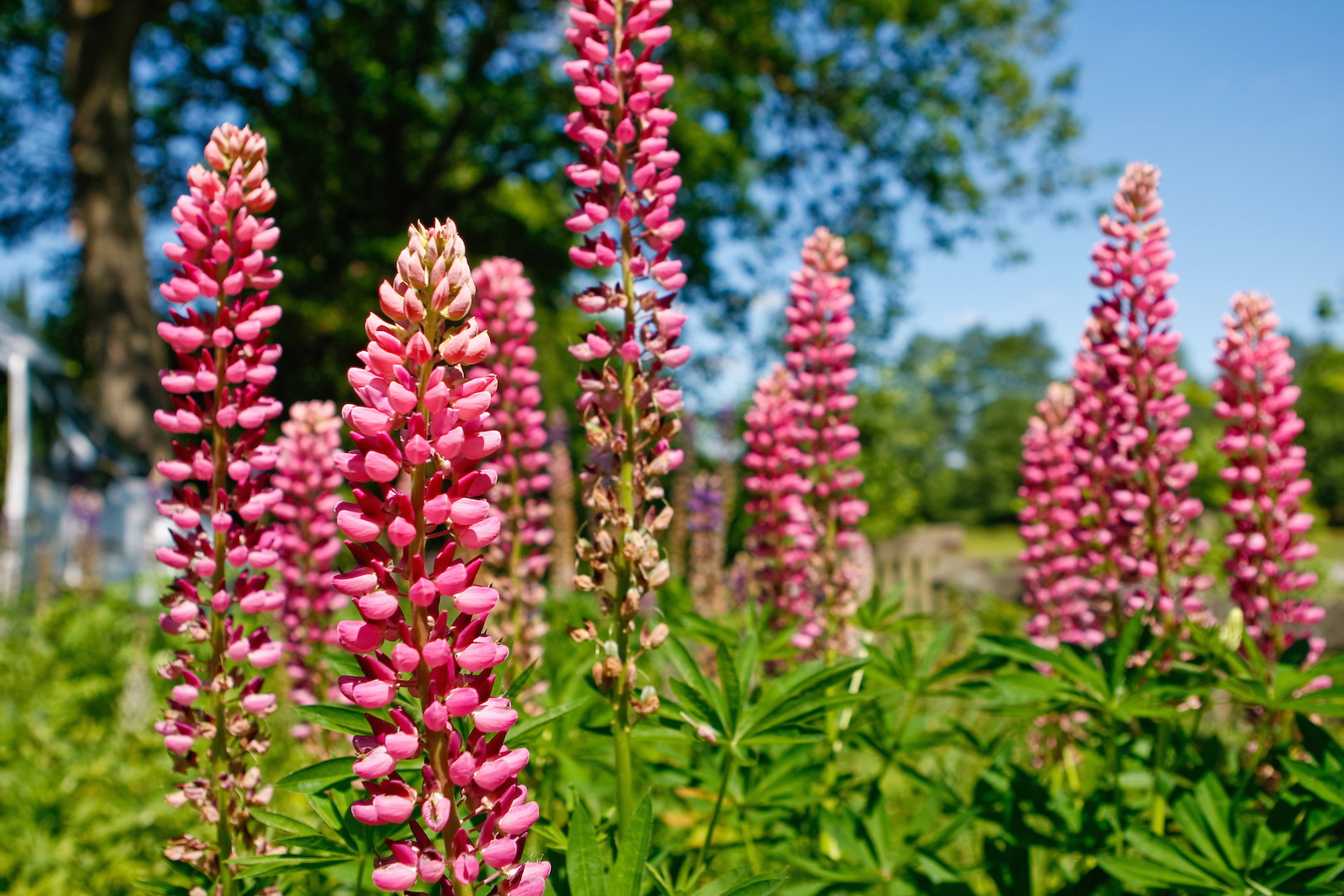 Łubin Trwały Lupinus polyphyllus (zdj.: Adobe Stock)