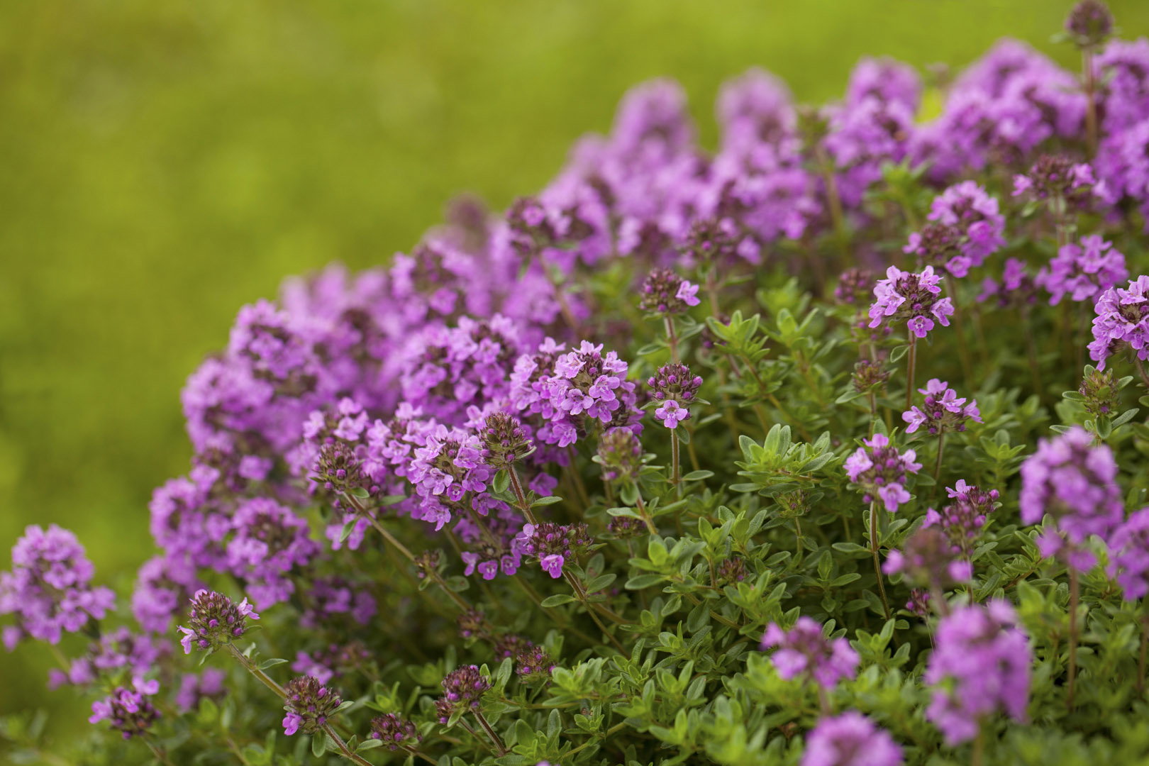 Macierzanka Thymus (zdj.: Adobe Stock)
