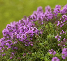 Macierzanka Thymus (zdj.: Adobe Stock)