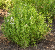 Macierzanka zwyczajna Thymus vulgaris (zdj.: Adobe Stock)