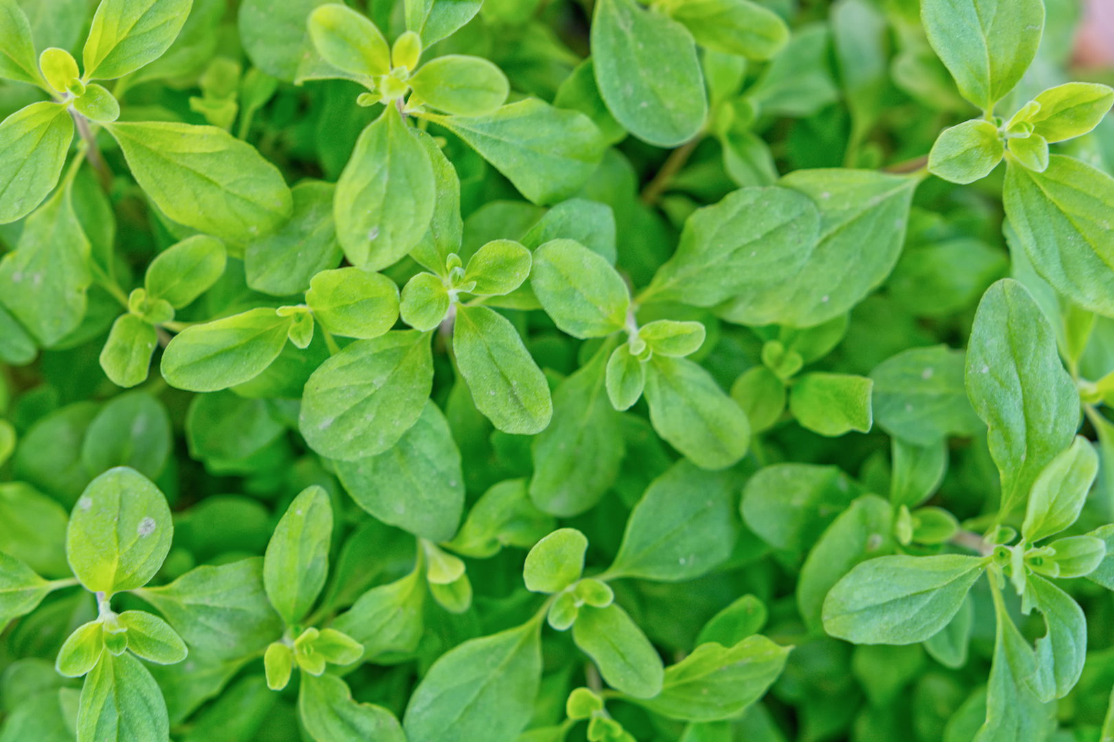 Majeranek Origanum majorana (zdj.: Adobe Stock)