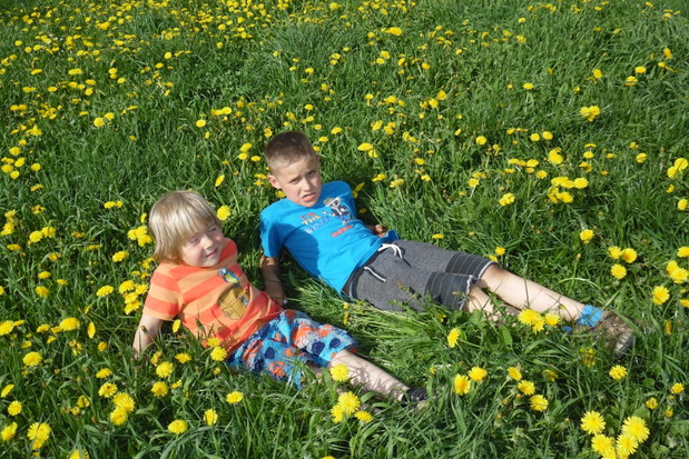 majowa łąką przed pierwszym koszeniem