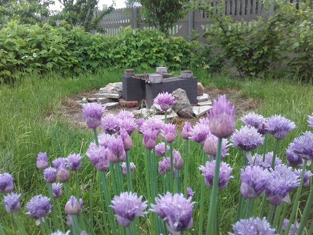 Maliny i kwitnący szczypior otaczają mini palenisko. 