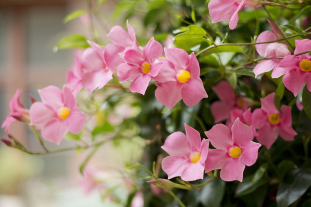 Mandewilla formy mieszańcowe (zdj.: Adobe Stock)