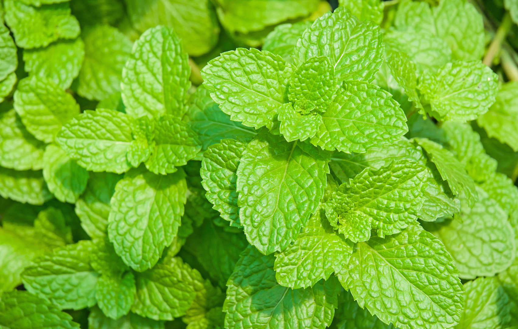 Melisa lekarska Melissa officinalis (zdj.: Adobe Stock)