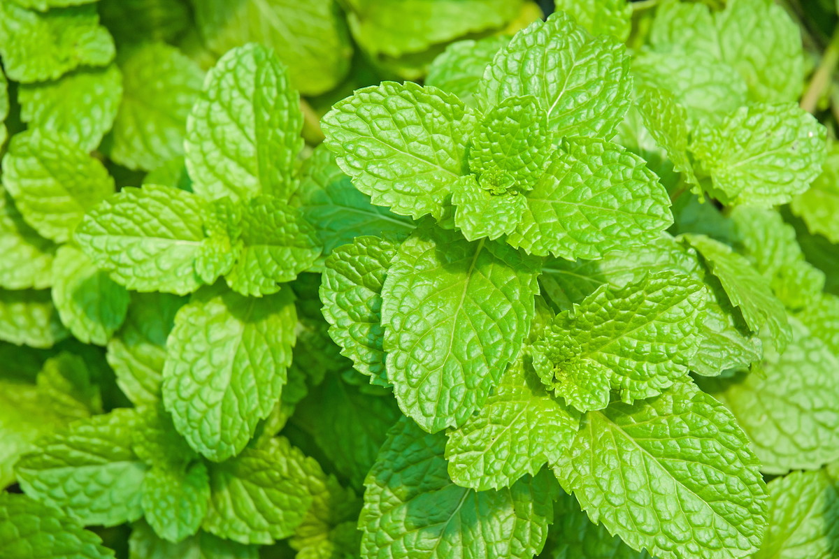 Melisa lekarska Melissa officinalis (zdj.: Adobe Stock)