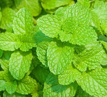 Melisa lekarska Melissa officinalis (zdj.: Adobe Stock)