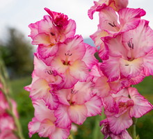 Mieczyk Gladiolus (zdj.: Adobe Stock)