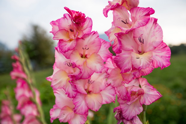Mieczyk Gladiolus (zdj.: Adobe Stock)