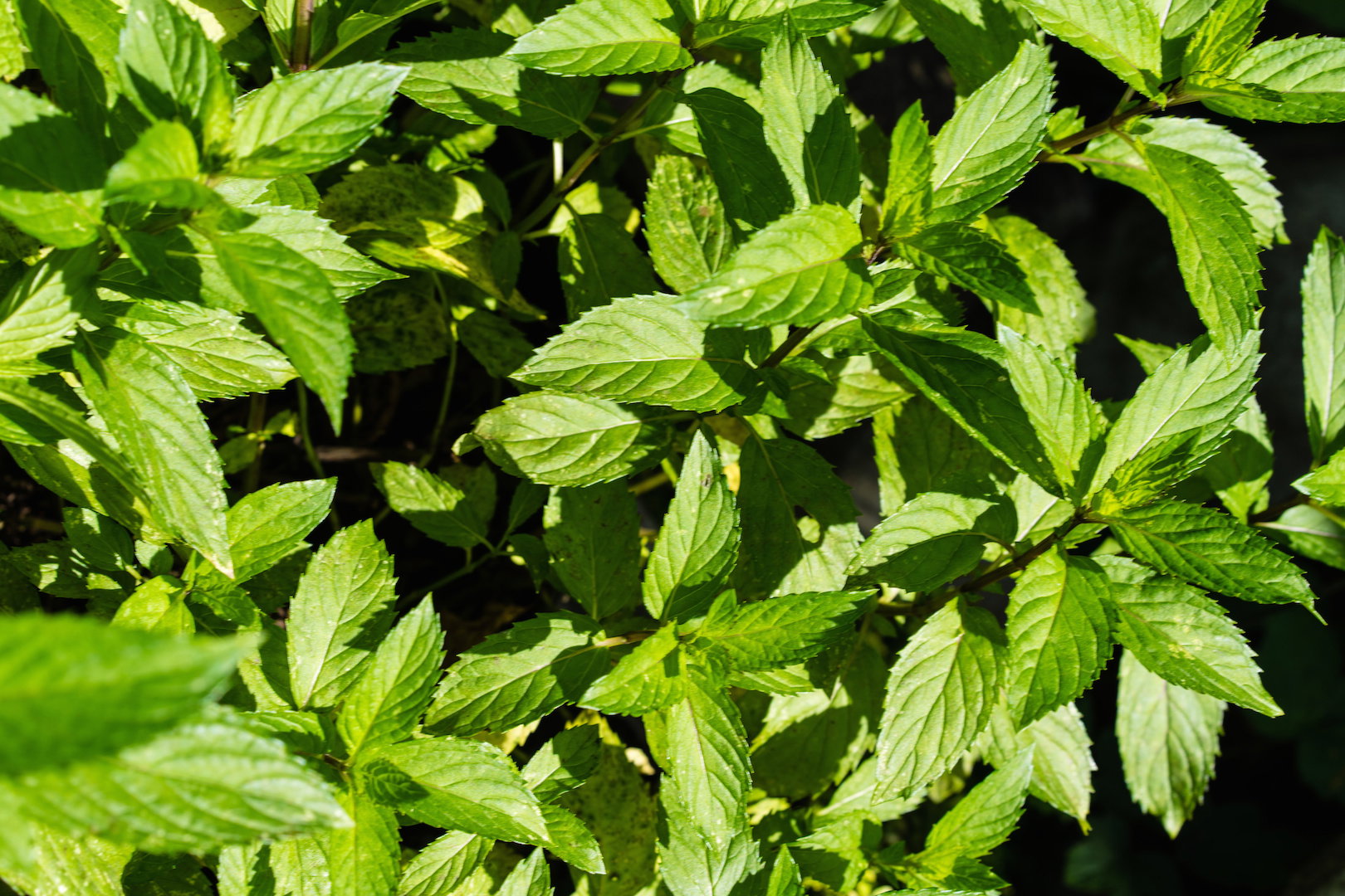 Mięta pieprzowa Mentha piperita (zdj.: Adobe Stock)