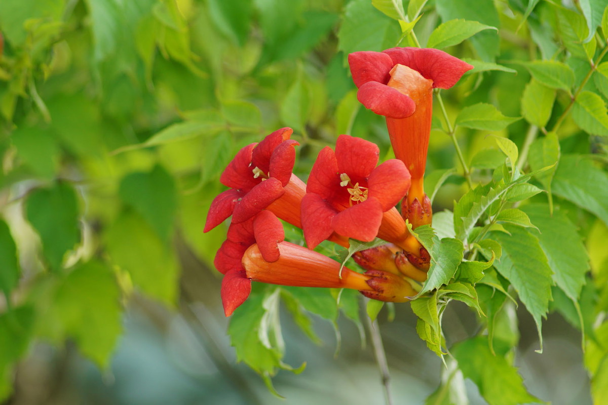 Milin Campsis (zdj.: Adobe Stock)
