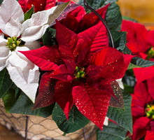 Mnogość różniących się od siebie kolorystycznie odmian pozwala komponować z poinsecji jeydne w swoim rodzaju świąteczne ozdoby. (zdj.: Adobe Stock)