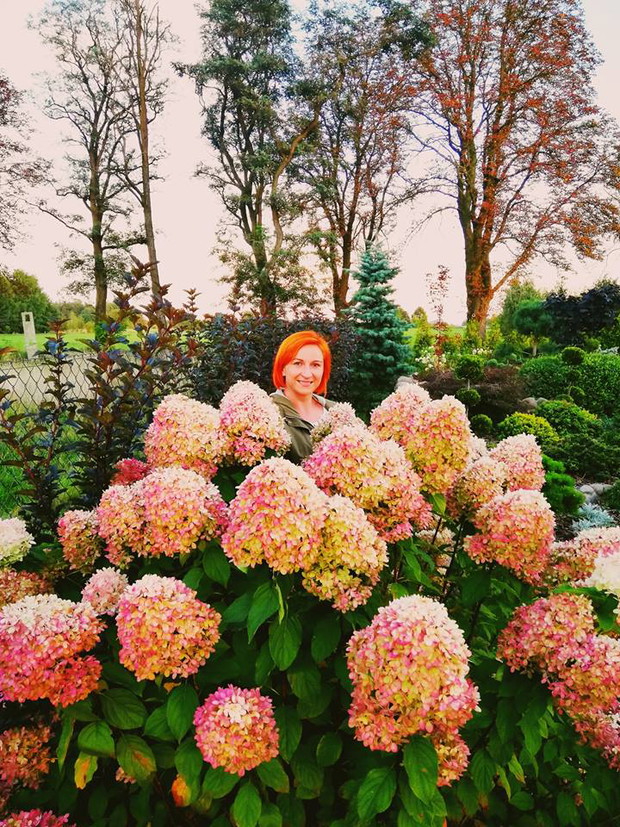 moja 4 letnia Hortensja limelight 