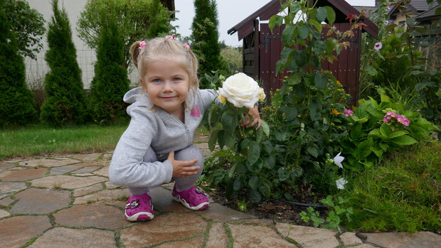 Moja córka prezentuje naszą najpiękniejszą w ogrodzie różę - odmiana Chopin