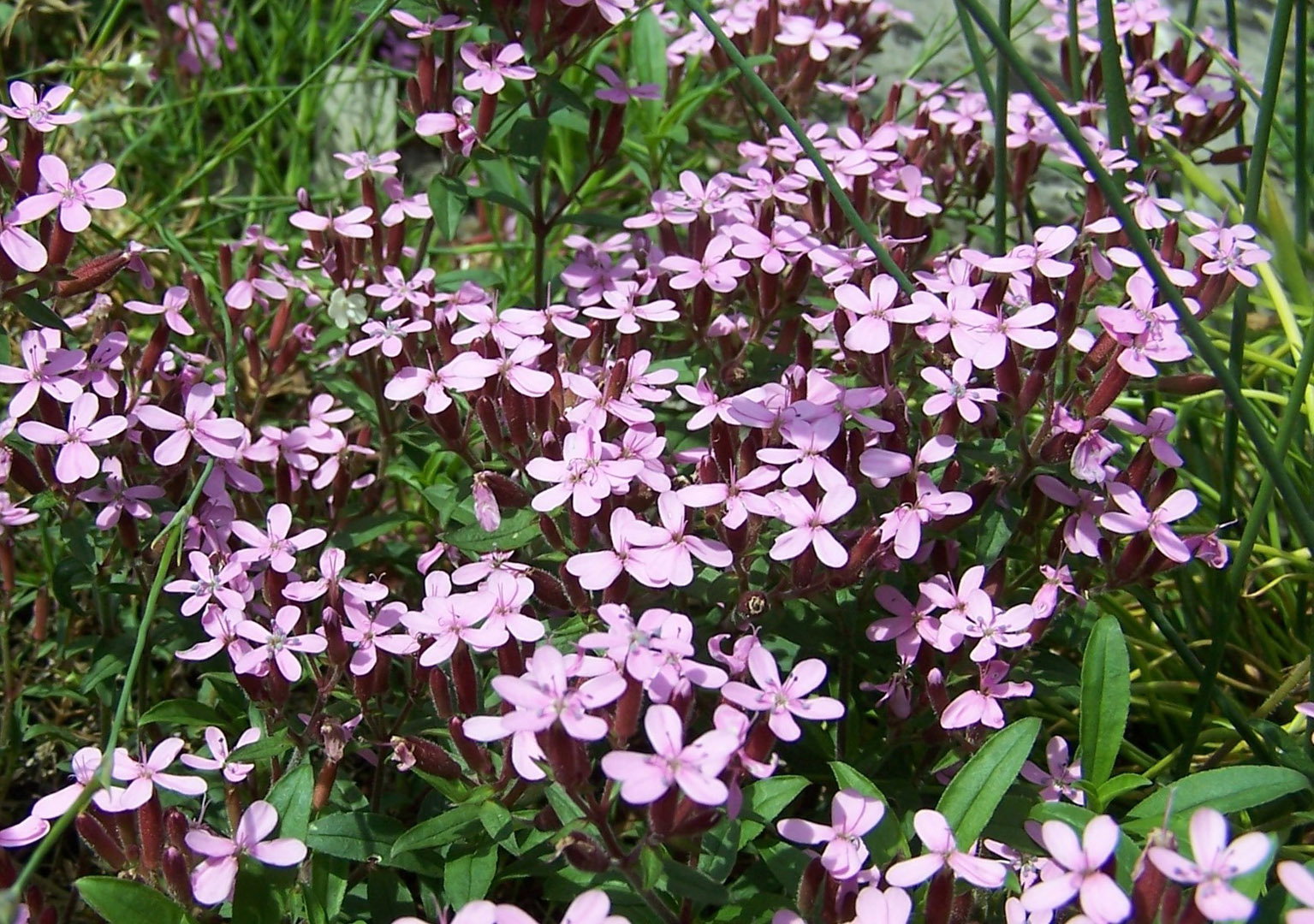 Mydlnica Saponaria (zdj.: Adobe Stock)