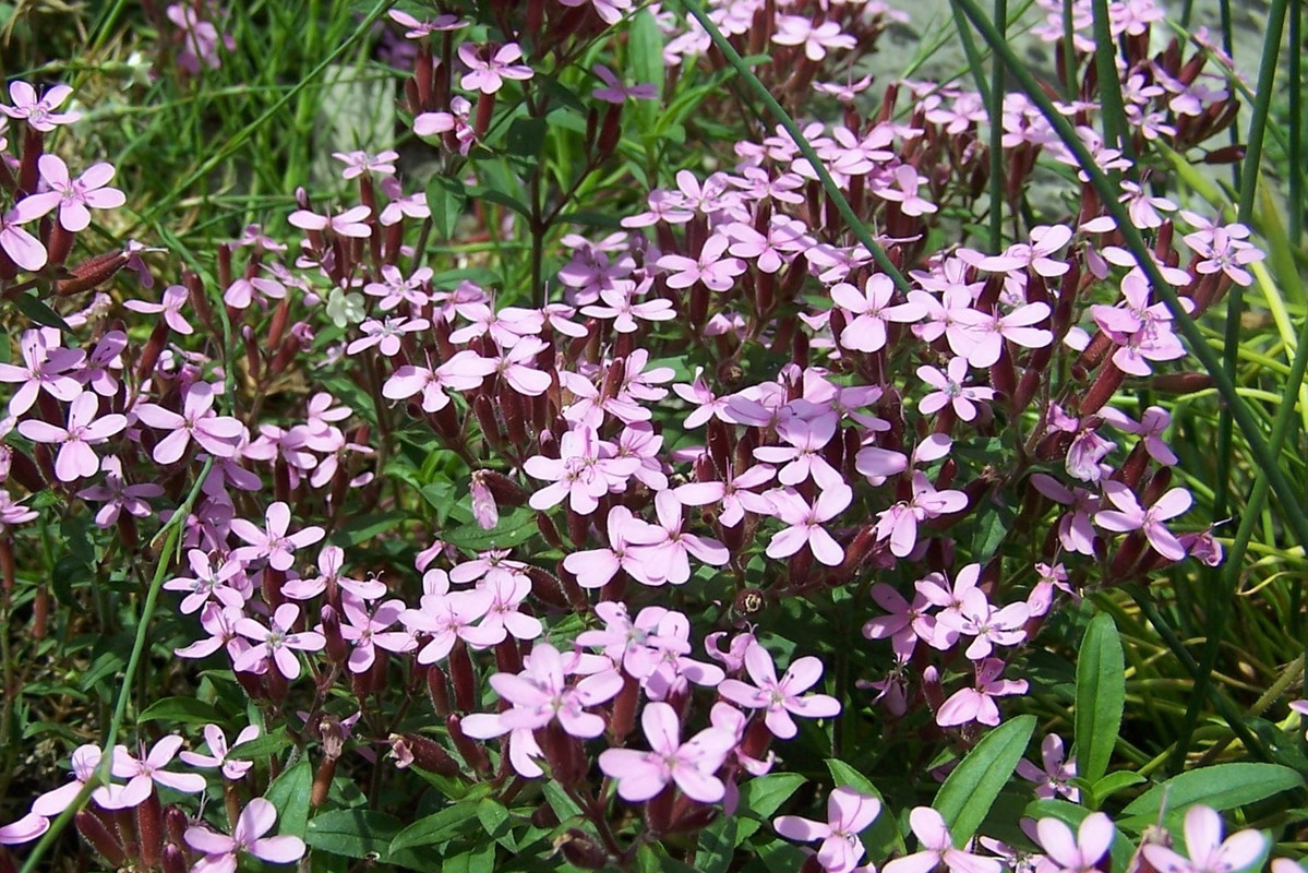 Mydlnica Saponaria (zdj.: Adobe Stock)