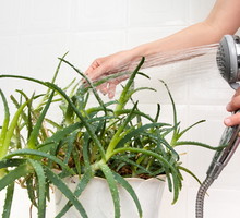 Myjąc rośliny pod prysznicem, róbmy to słabym strumieniem wody, tak by nie przelać korzeni. (zdj.: iStock)