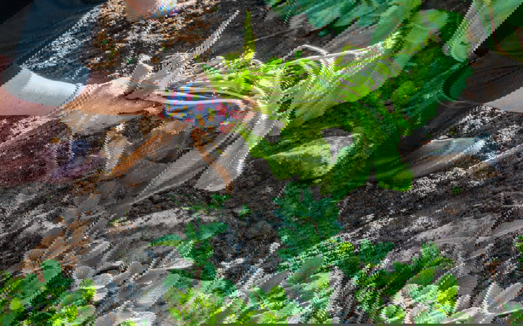 Na sadzonki chrzanu wybieramy okazy jak najdłuższe, w glebie będą one bowiem rozwijały się wyłącznie na grubość. (zdj.: iStock)