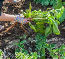 Na sadzonki chrzanu wybieramy okazy jak najdłuższe, w glebie będą one bowiem rozwijały się wyłącznie na grubość. (zdj.: iStock)