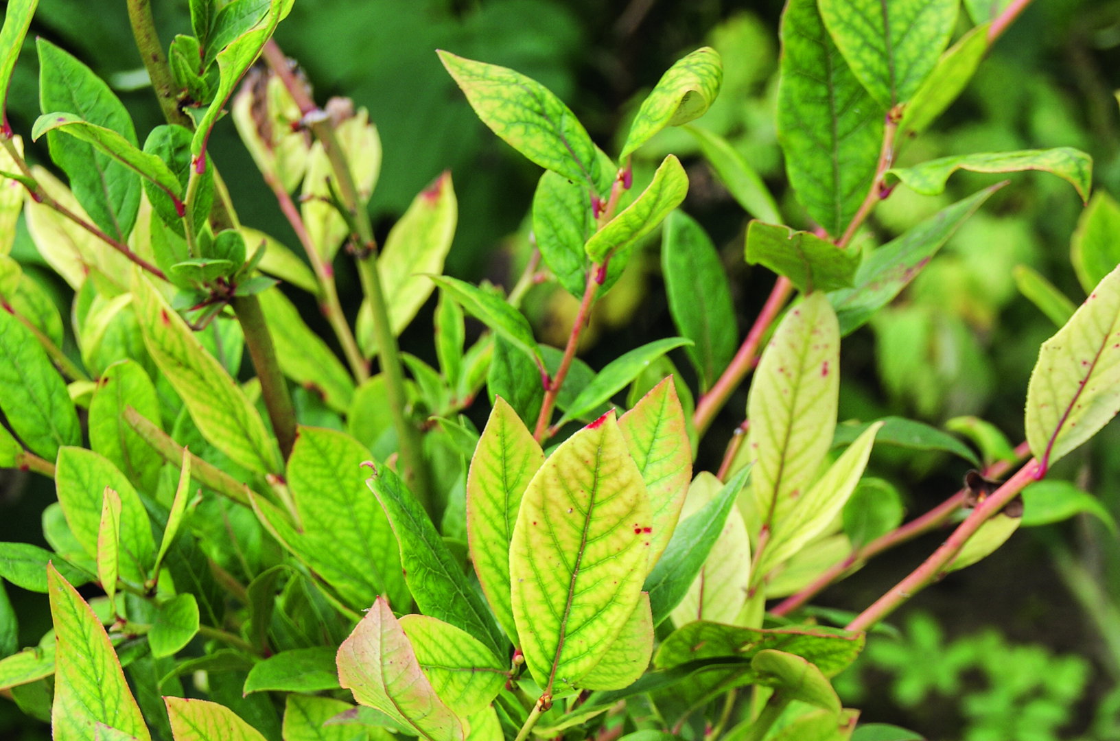 Na szczęście chlorozie liści łatwo zaradzić obniżając odczyn gleby do preferowanego przez roślinę poziomu za pomocą m.in. siarki mielonej.   (zdj.: materiały redakcji)
