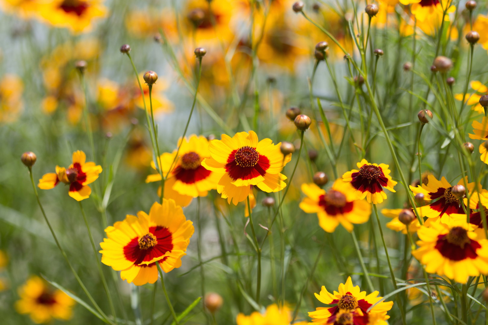 Nachyłek Coreopsis (zdj.: Adobe Stock)