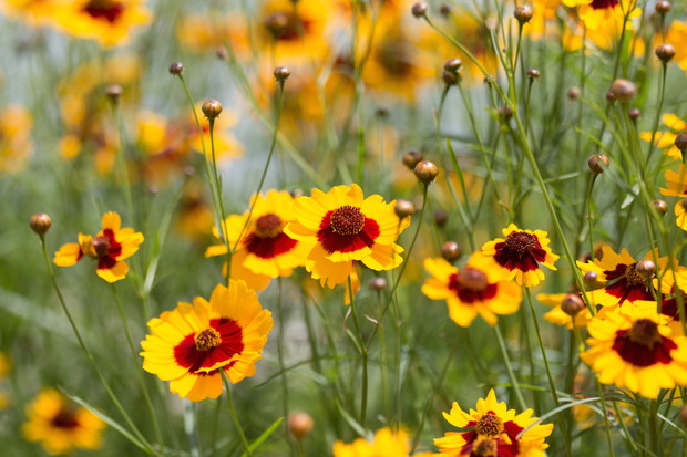Nachyłek Coreopsis (zdj.: Adobe Stock)