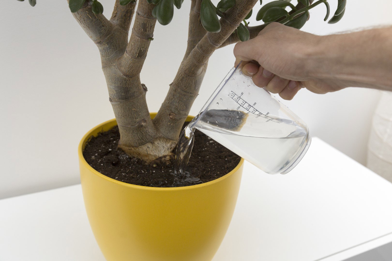 Najczęstszą negatywną konsekwencją przelewania roślin jest przegnicie korzeni. W takim stanie bardzo łatwo rozwijają się również choroby grzybowe. (zdj.: Adobe Stock)