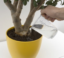 Najczęstszą negatywną konsekwencją przelewania roślin jest przegnicie korzeni. W takim stanie bardzo łatwo rozwijają się również choroby grzybowe. (zdj.: Adobe Stock)