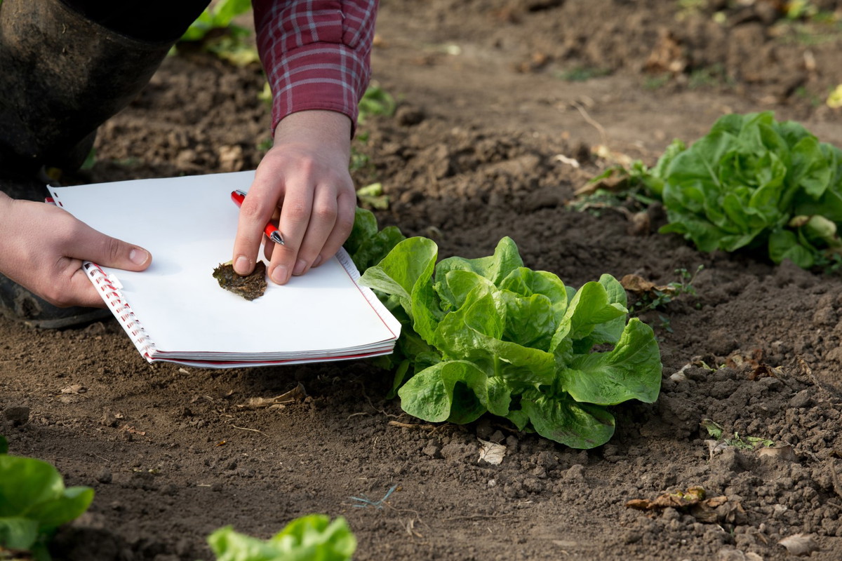 Najprostszym sposobem na zbadanie odczynu gleby jest wykonanie zabiegu przy użyciu płynu Helliga, dostępnego w internecie oraz praktycznie każdym sklepie ogrodniczym. (zdj.: iStock)