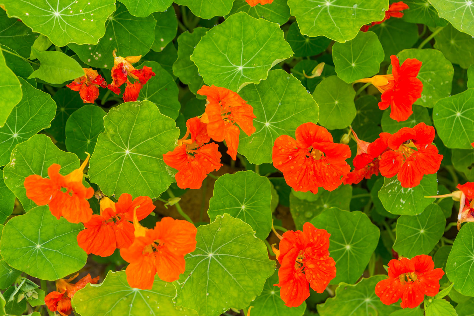 Nasturcja Tropaeolum (zdj.: Adobe Stock)