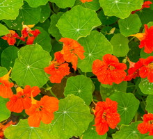 Nasturcja Tropaeolum (zdj.: Adobe Stock)