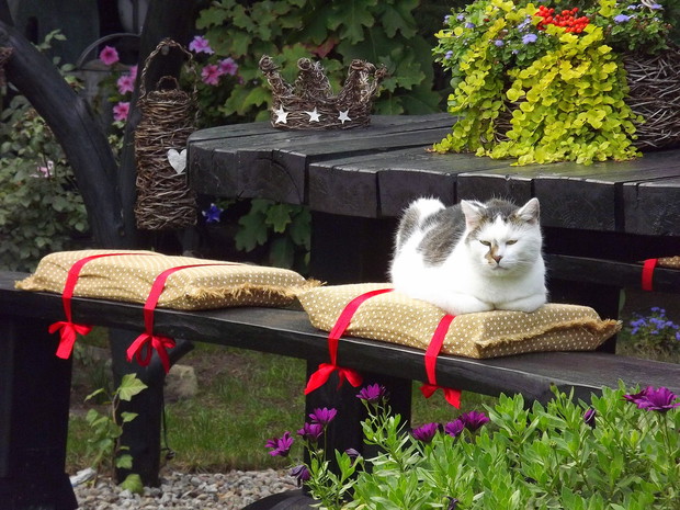 Nasz kot Kajtek. Zawsze jako pierwszy wita gości w ogrodzie. 